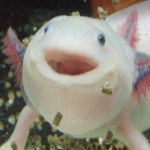 Reddi's Avatar