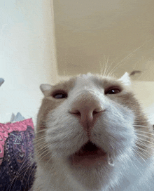 amoogus3's Avatar